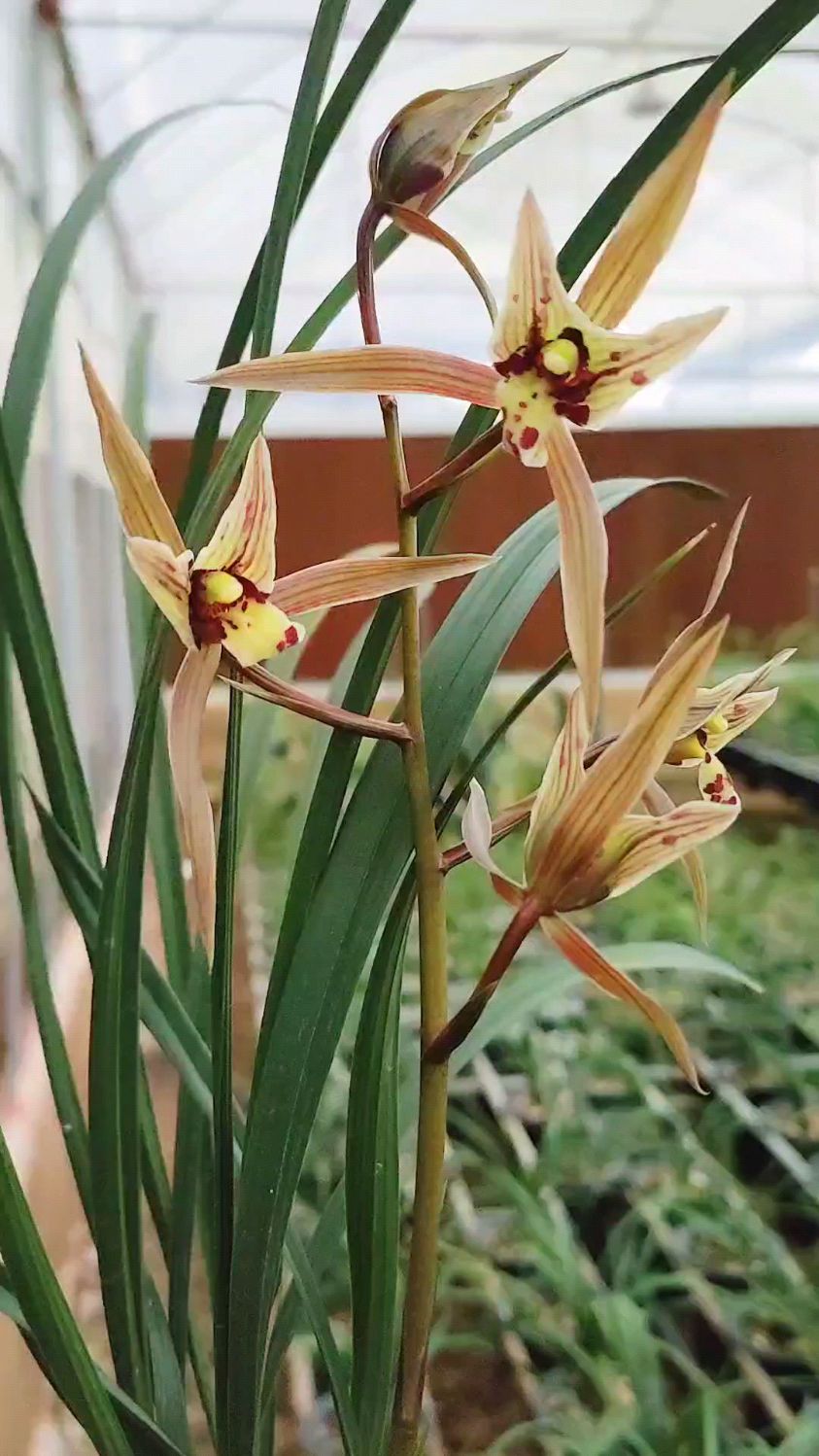 大叶寒兰彩蝶,花特别大,勤花又好养-度小视