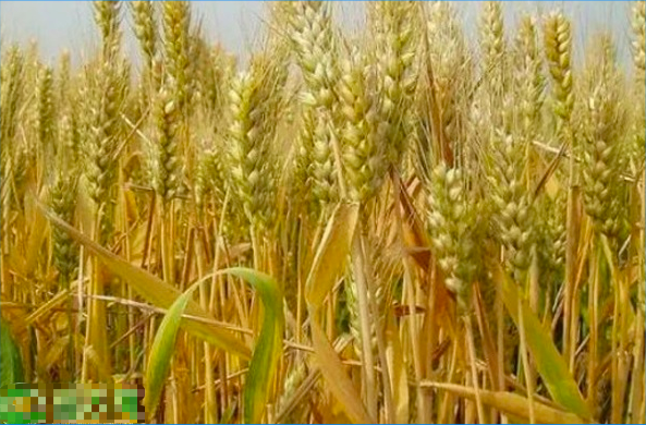 周麦25小麦品种简介图片