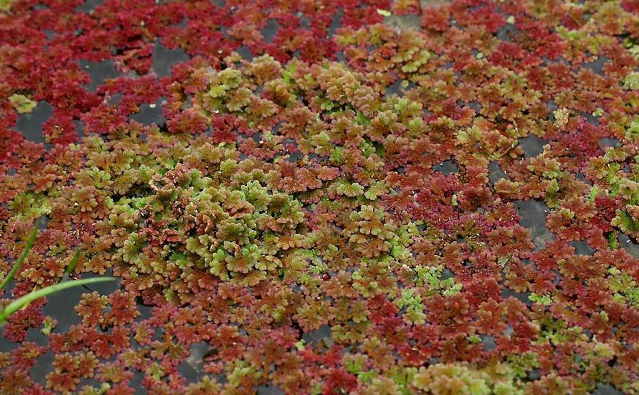 nakai)是满江红科,满江红属小型漂浮植物.