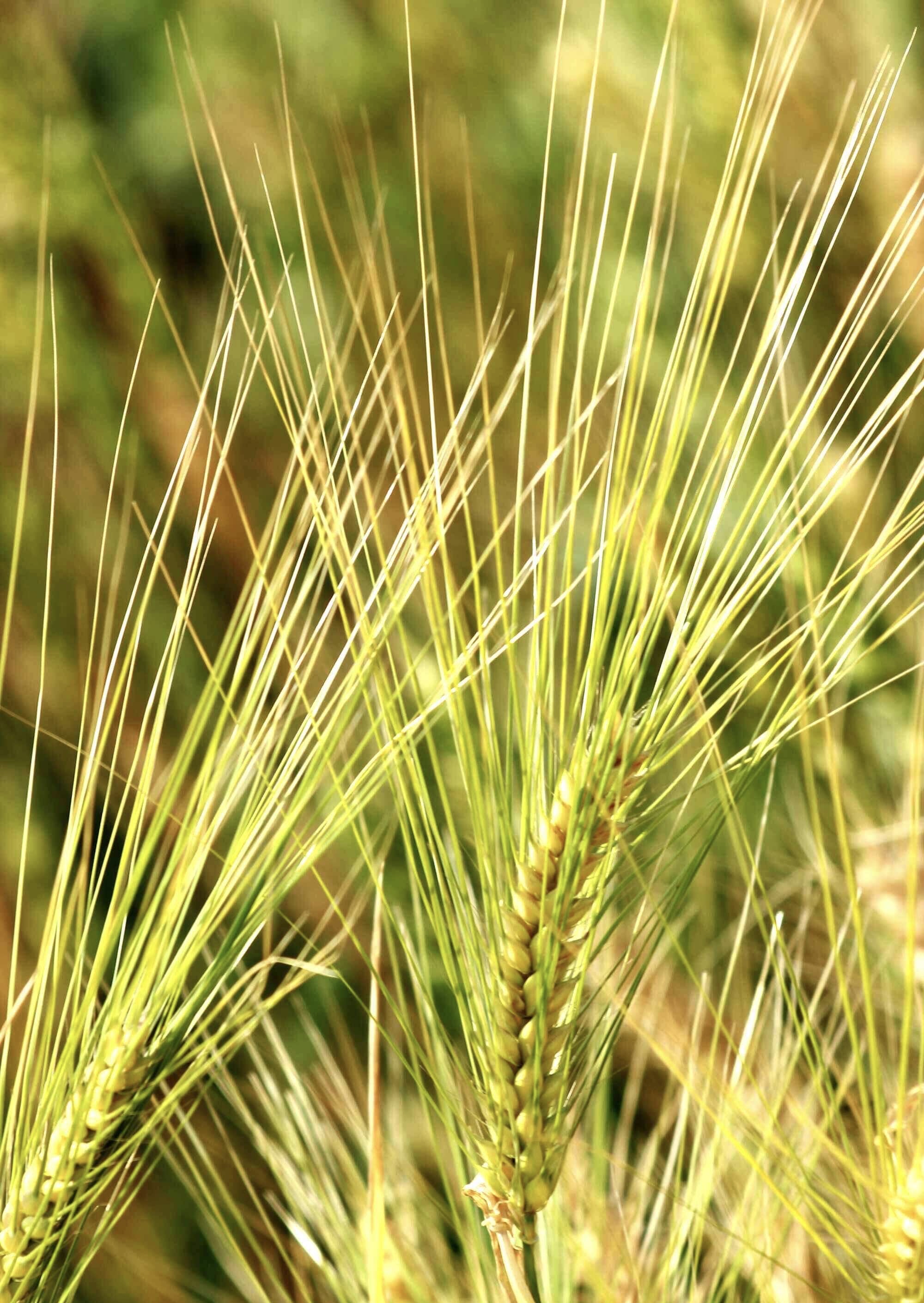 芒种·麦芒20230606