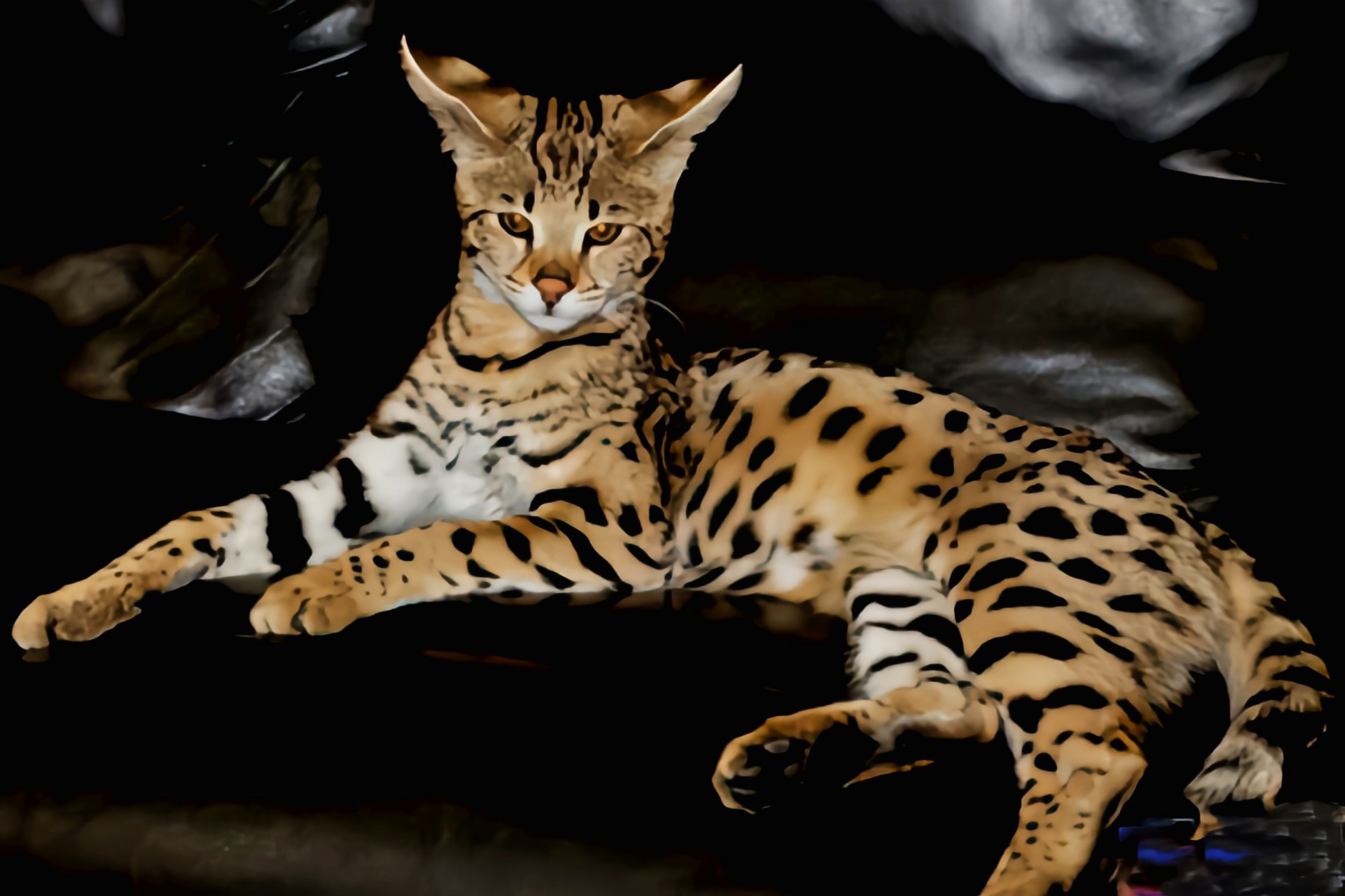 每天认识一种动物——热带草原猫 热带草原猫别名萨凡纳猫,杂交猫科