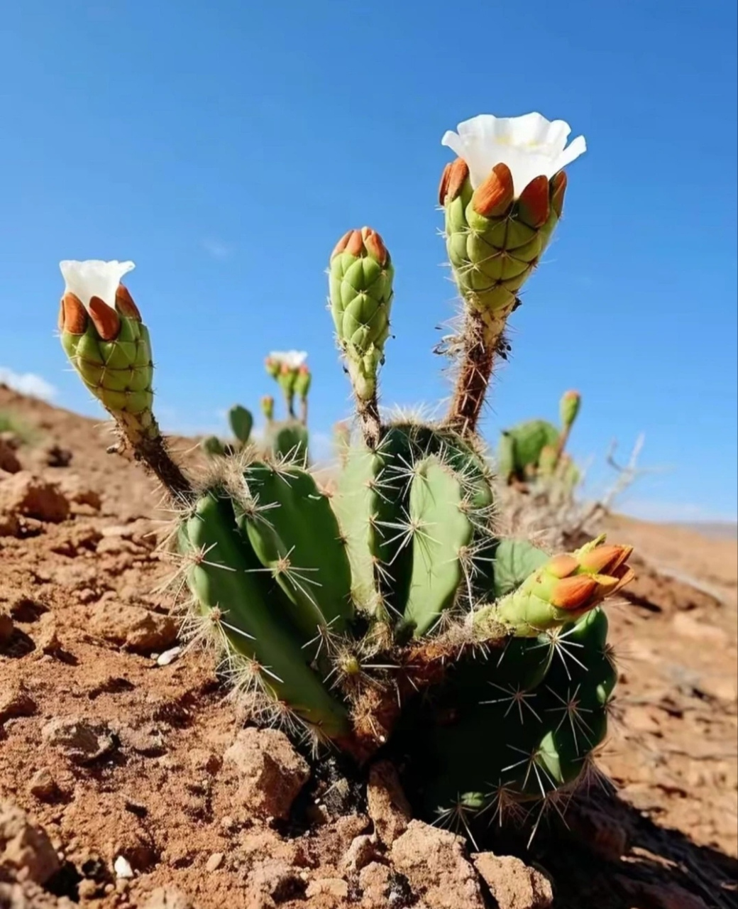 沙漠里的花,这顽强的生命力啊!