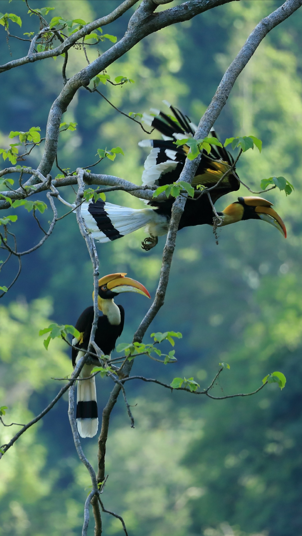 云南这座小县城聚集着国家珍贵鸟类,原始森林茂盛