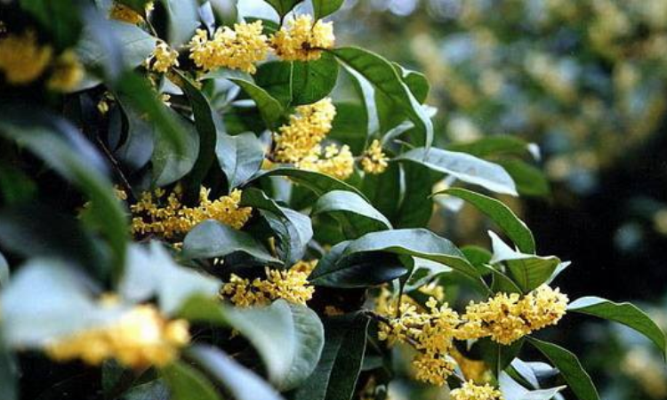 桂花树介绍