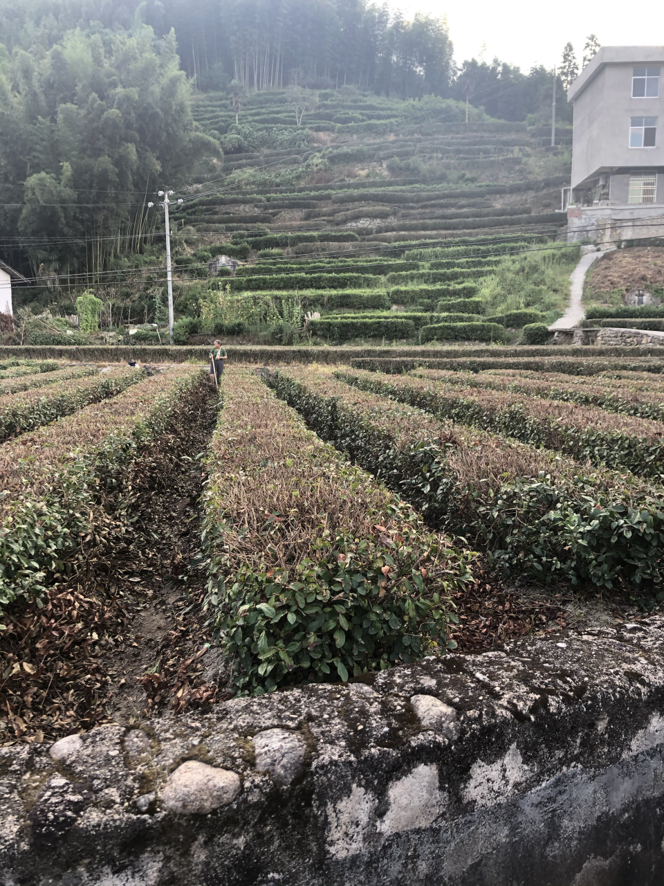 这段时间,茶农们都在忙着修剪茶树