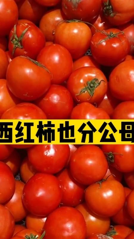 怎样分辨公母西红柿 涨知识吧-度小视