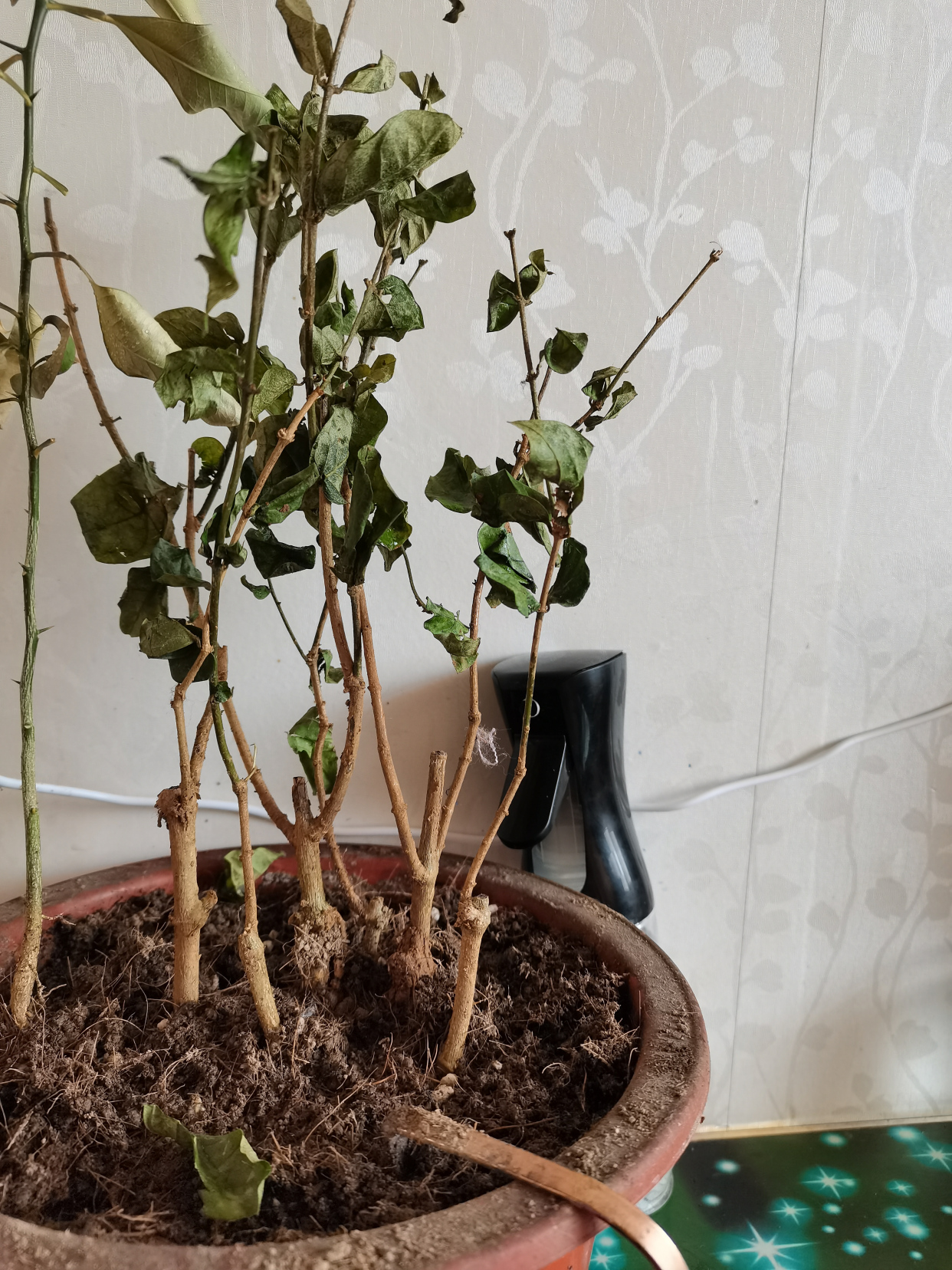 茉莉花生长过程