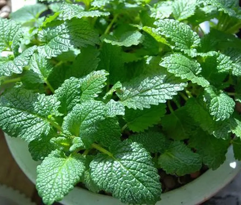 柠檬香蜂草"这样养",长到泛滥,比薄荷旺盛,芳香美观用途多
