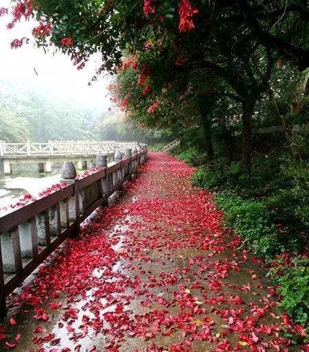 七绝·暴雨狂风扫落花