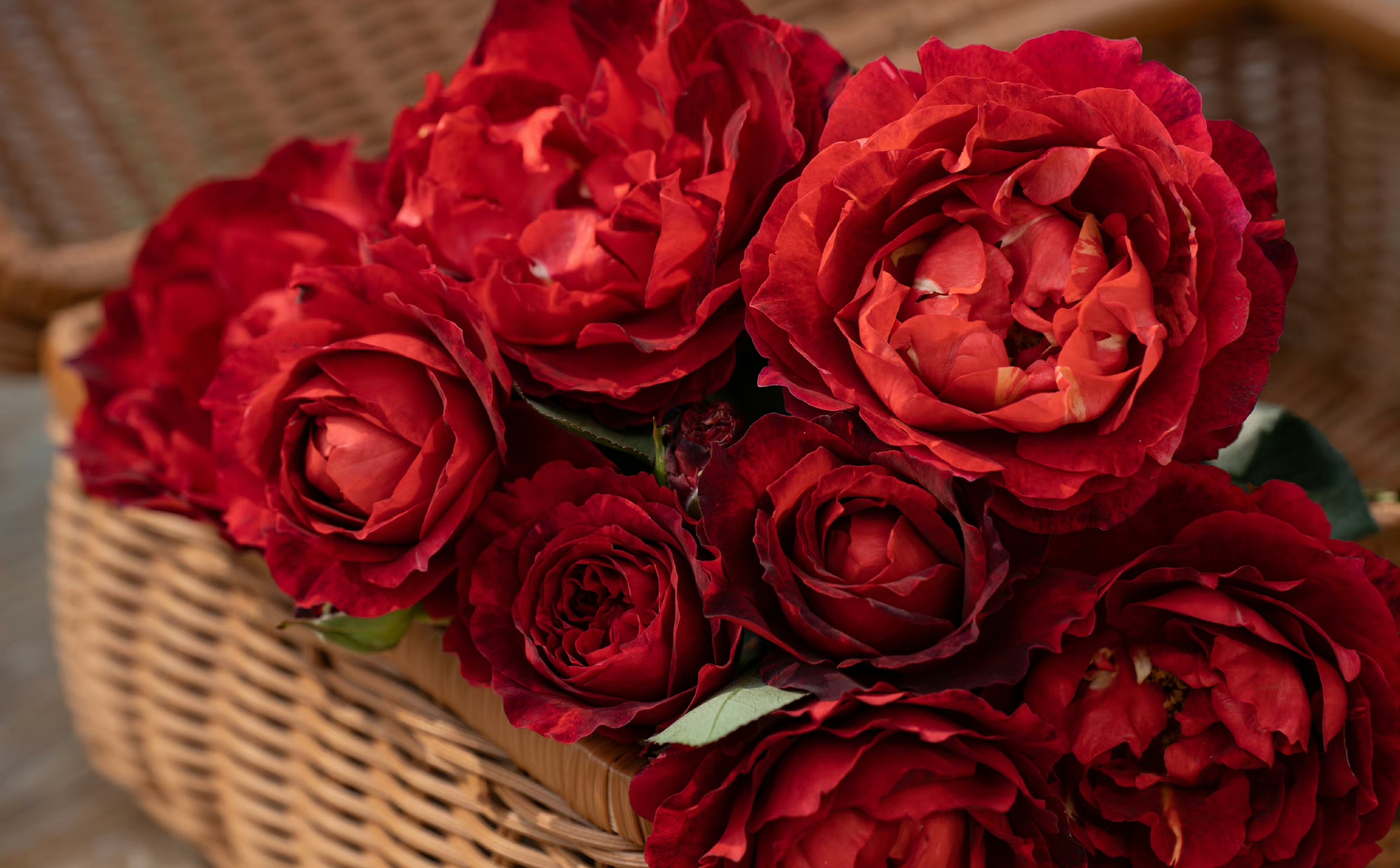 "熔岩" 略带复古的深红色,有着淡淡的丝绒质感,暗红的热烈是内敛的