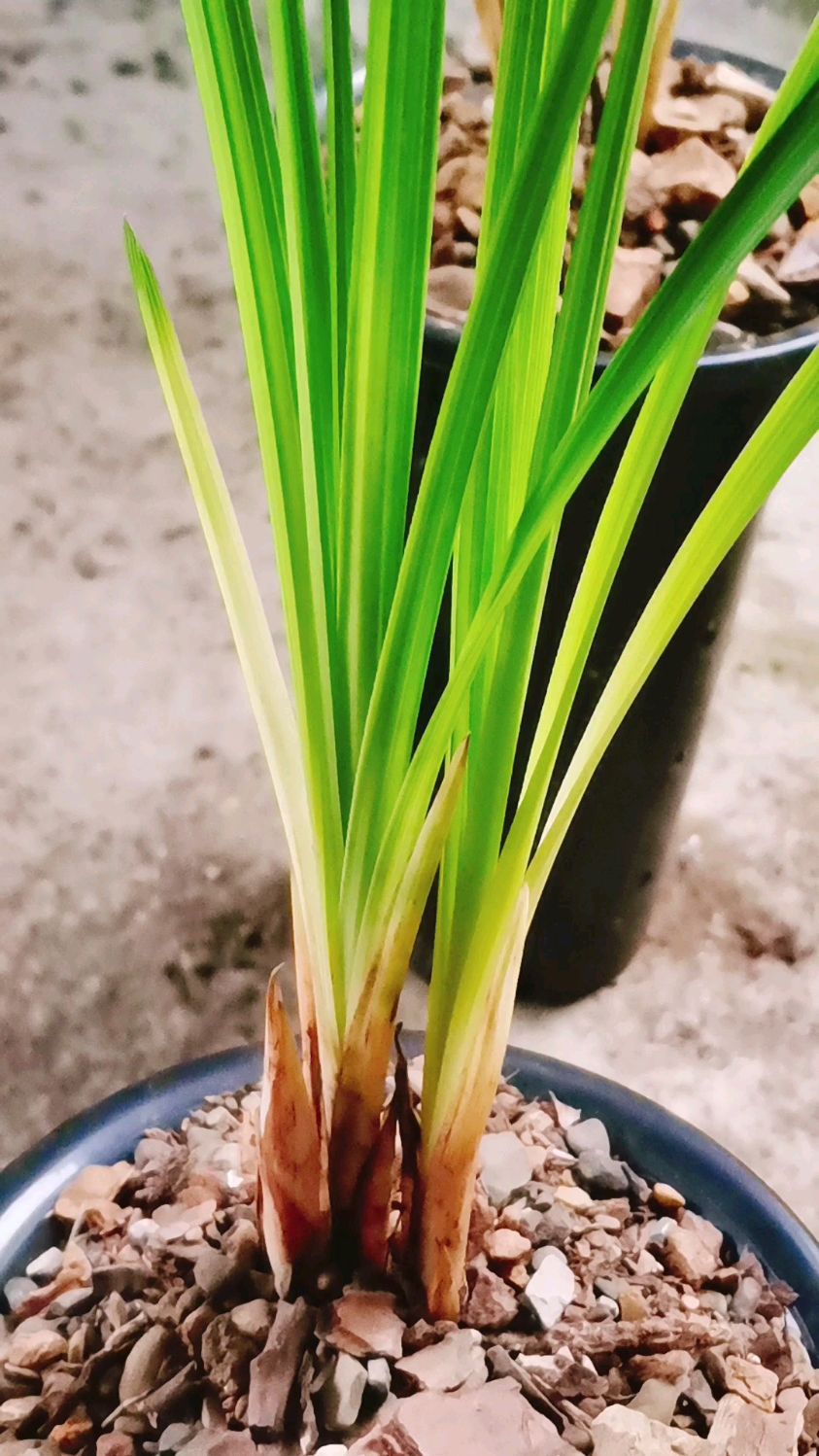 直立叶蕙兰头形草看起来非常迷人颜色鲜艳可以跟黑皮木纹叶形成对比