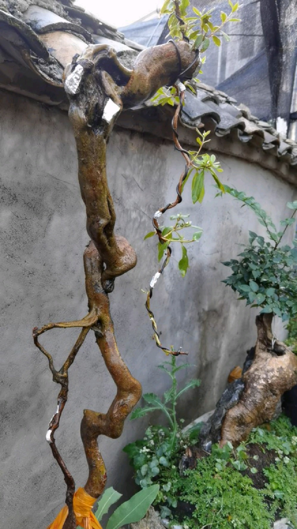 提根映山红,国旗红