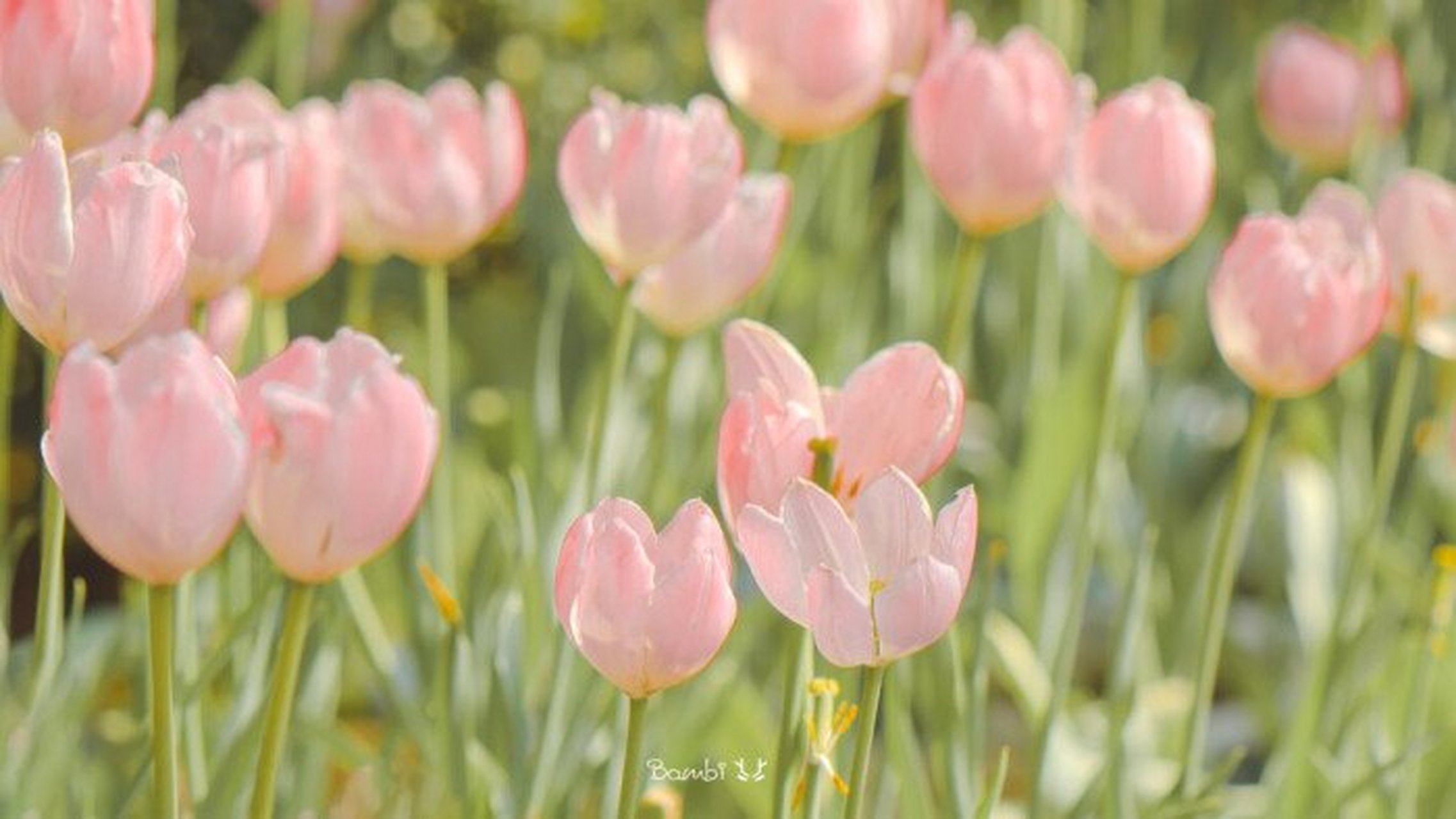 友情的正确打开方式# 作家三毛曾说过一句话:"朋友再亲密,分寸不可差