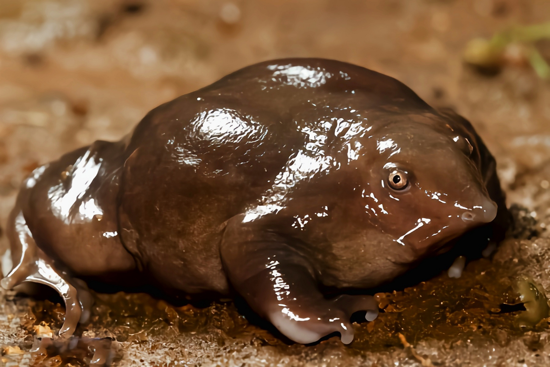 每天认识一种动物——紫蛙 紫蛙 别名西高止山鼻蛙,它长相极其怪异