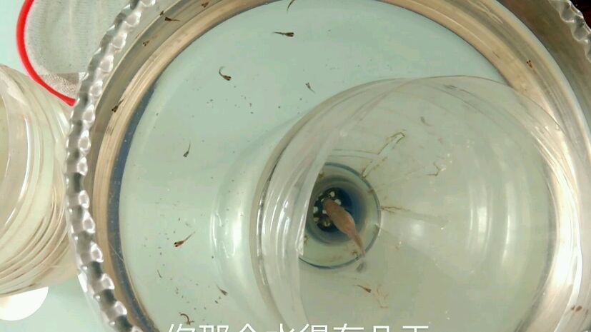家里的孔雀鱼不停的再生小鱼,闹鱼灾了,多的没地方放到处送人