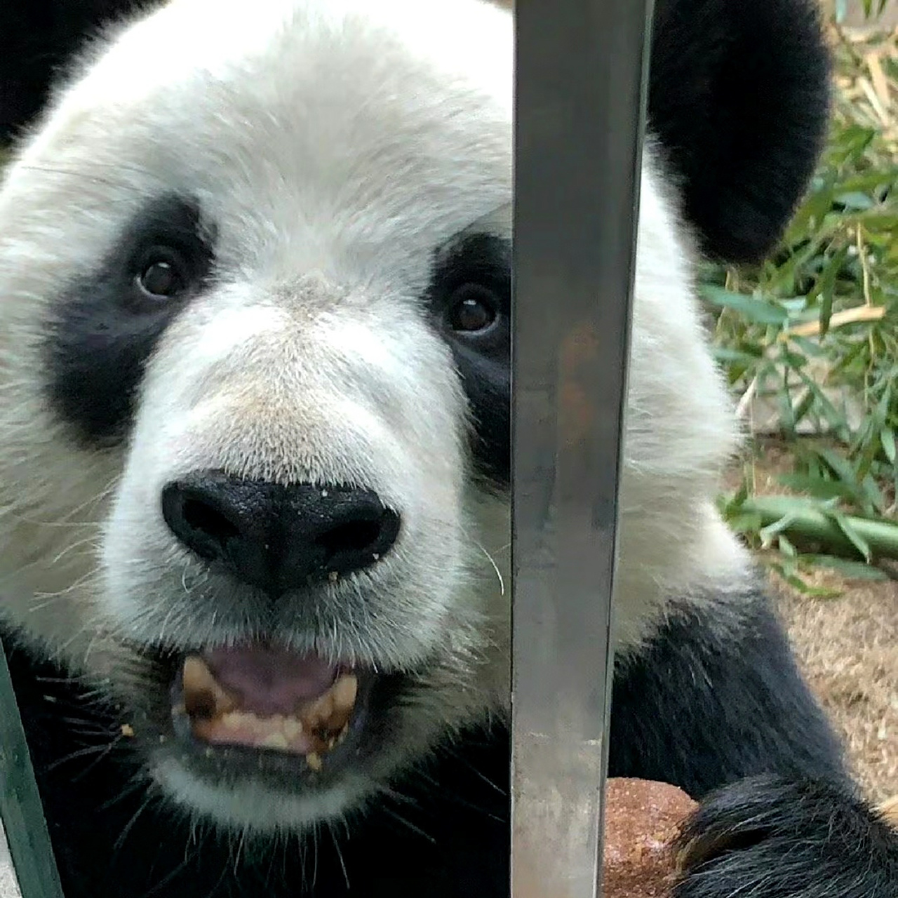 [你懂的] 金虎:门卫,门卫,我需要门卫![泪奔]