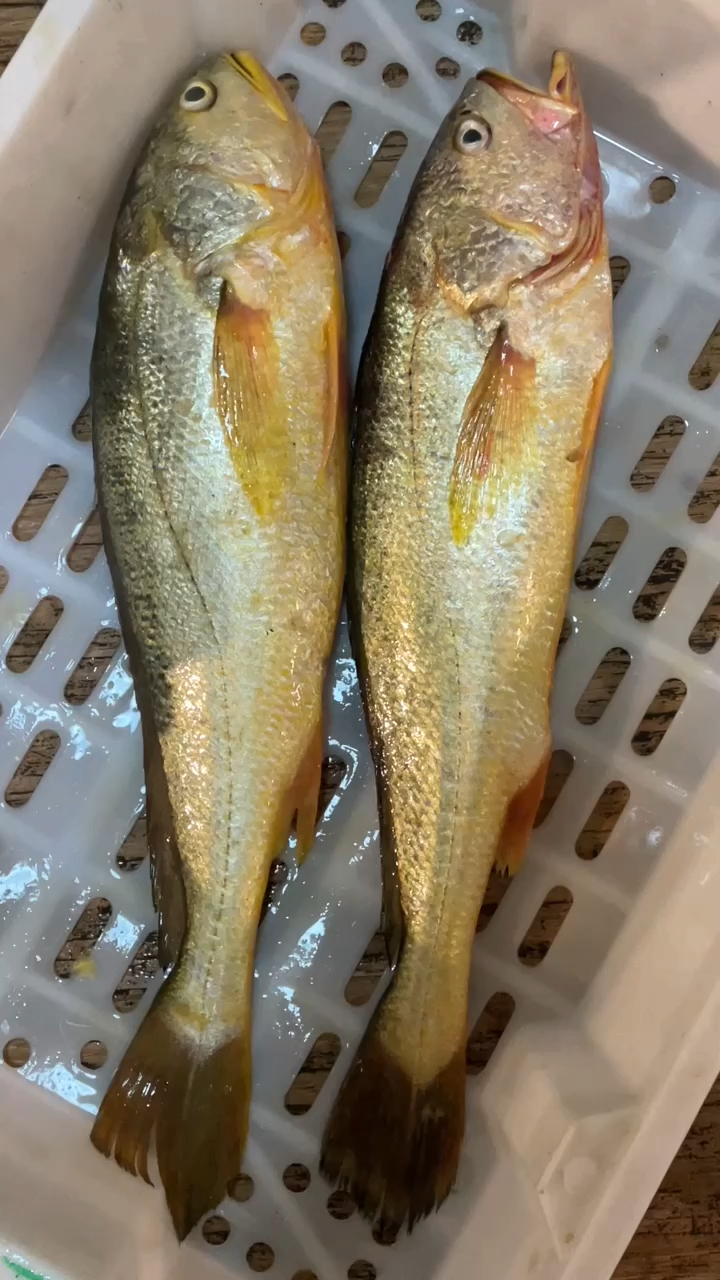 正宗野生大黄鱼,太漂亮了.