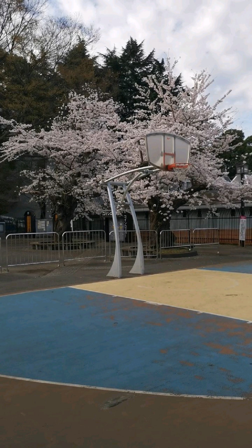 日本东京代代木公园篮球场的樱花