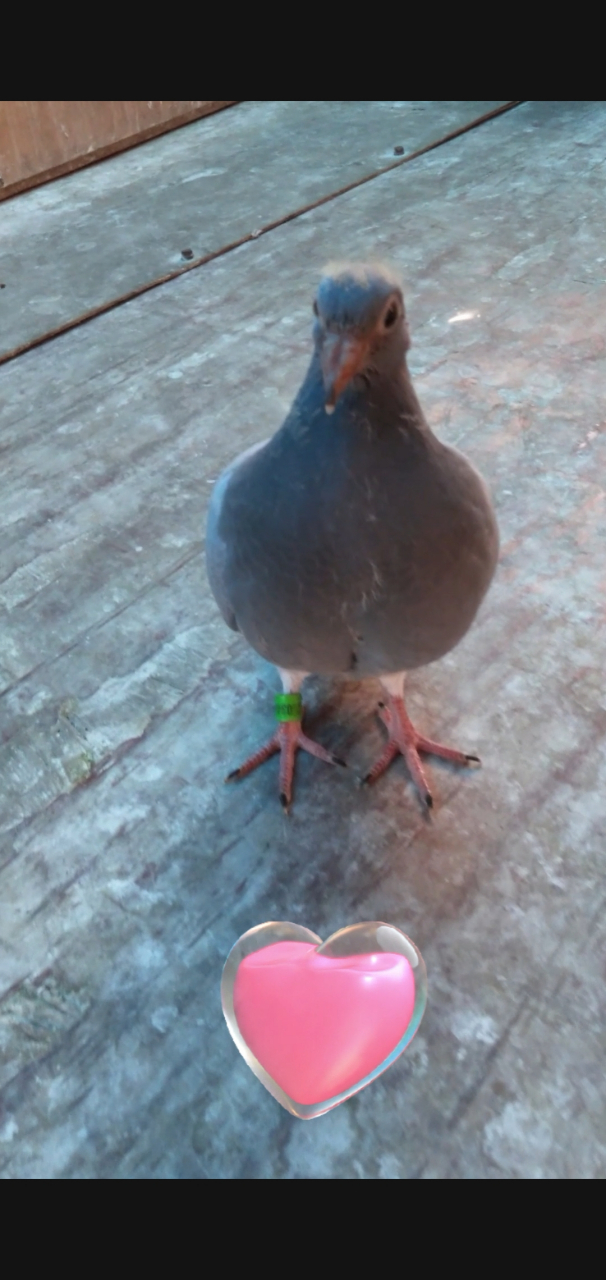 又出炉一羽幼鸽,小家伙挺拔的站姿和体型,让人越看越喜欢,这是想要我