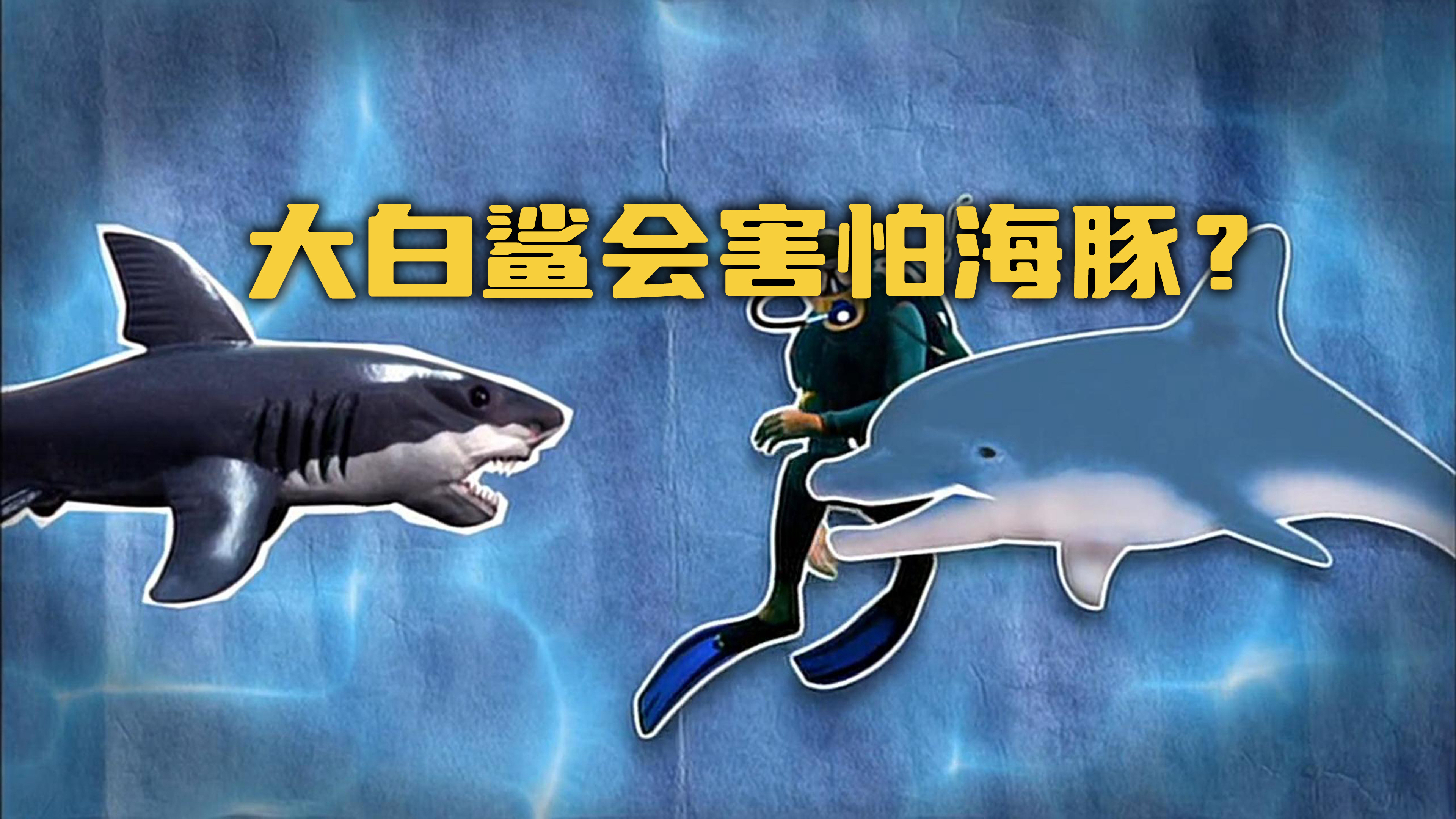 「流言终结者」大白鲨竟然会害怕海豚?