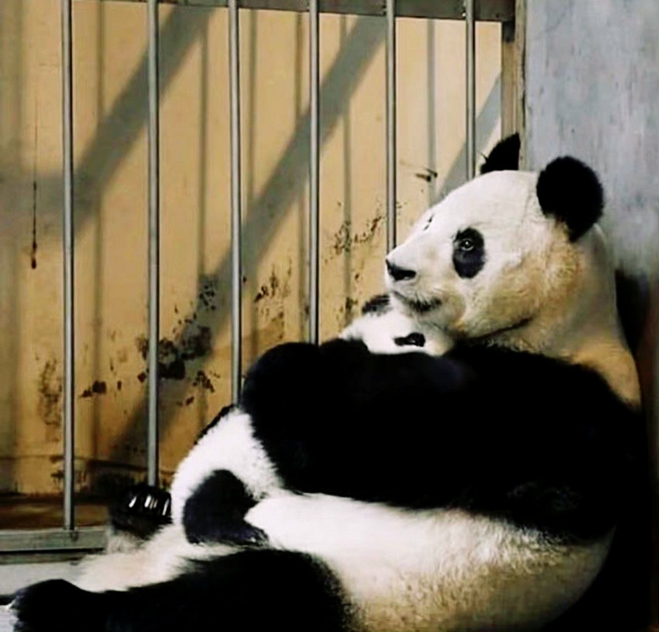 大熊猫# 爱宝和妈妈新妮,爱宝和女儿福宝,我们称之为"爱的传承".