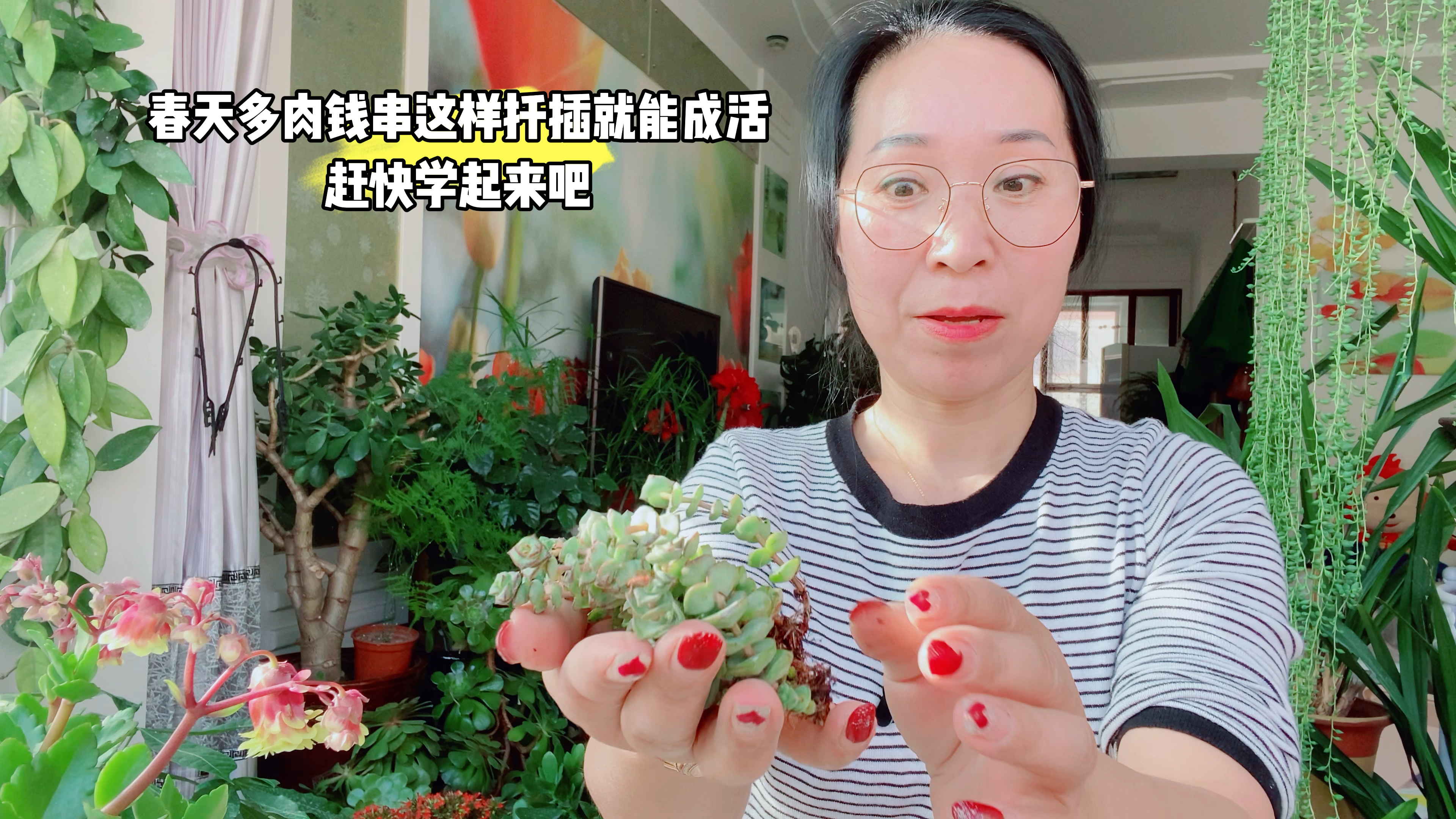 春天多肉钱串这样扦插，成活率高！