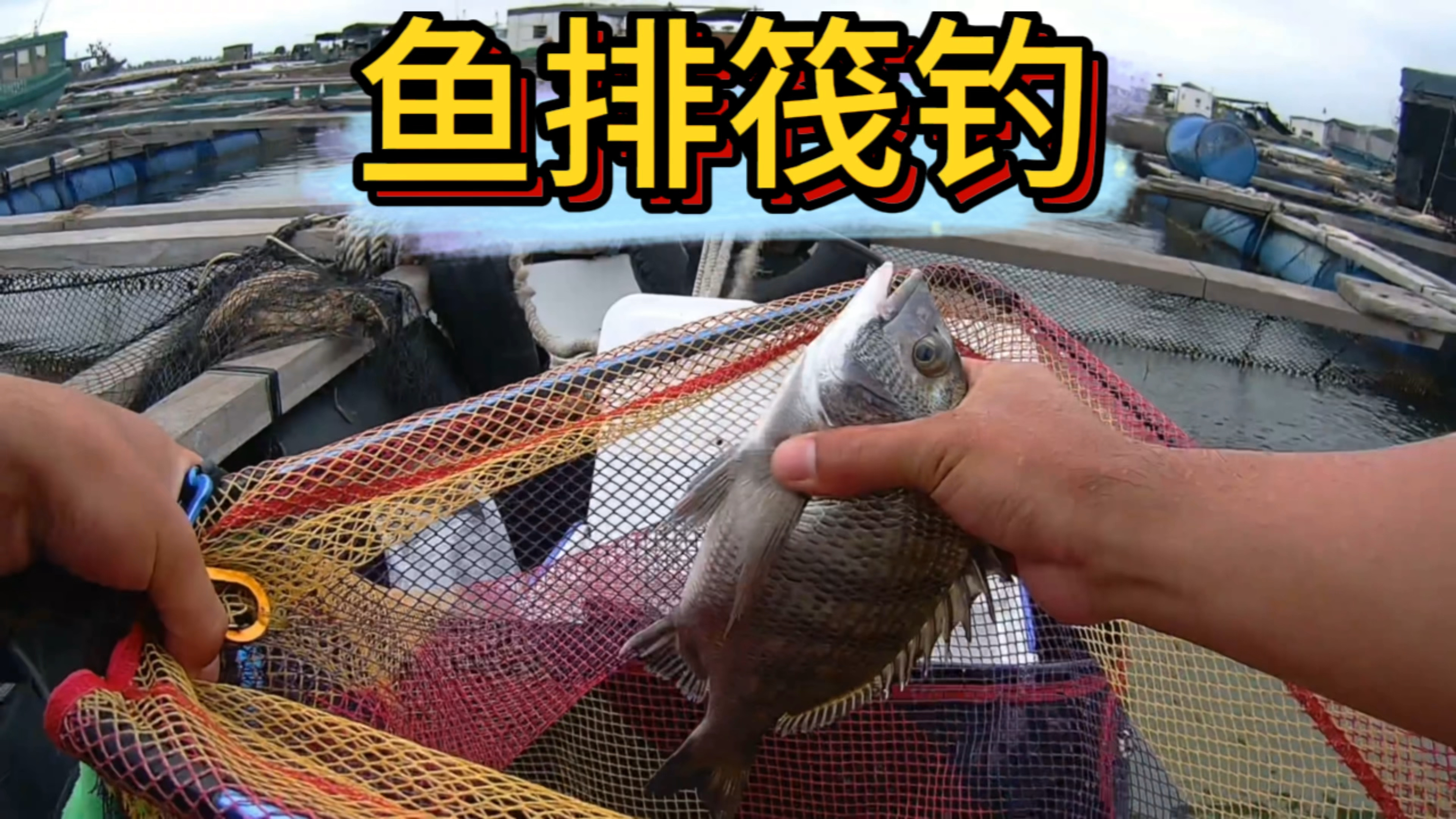 今天来鱼排筏钓黑鲷