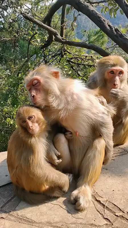 这母猴抱着儿子睡,公猴帮忙梳毛,幸福的一家猴子.-度小视