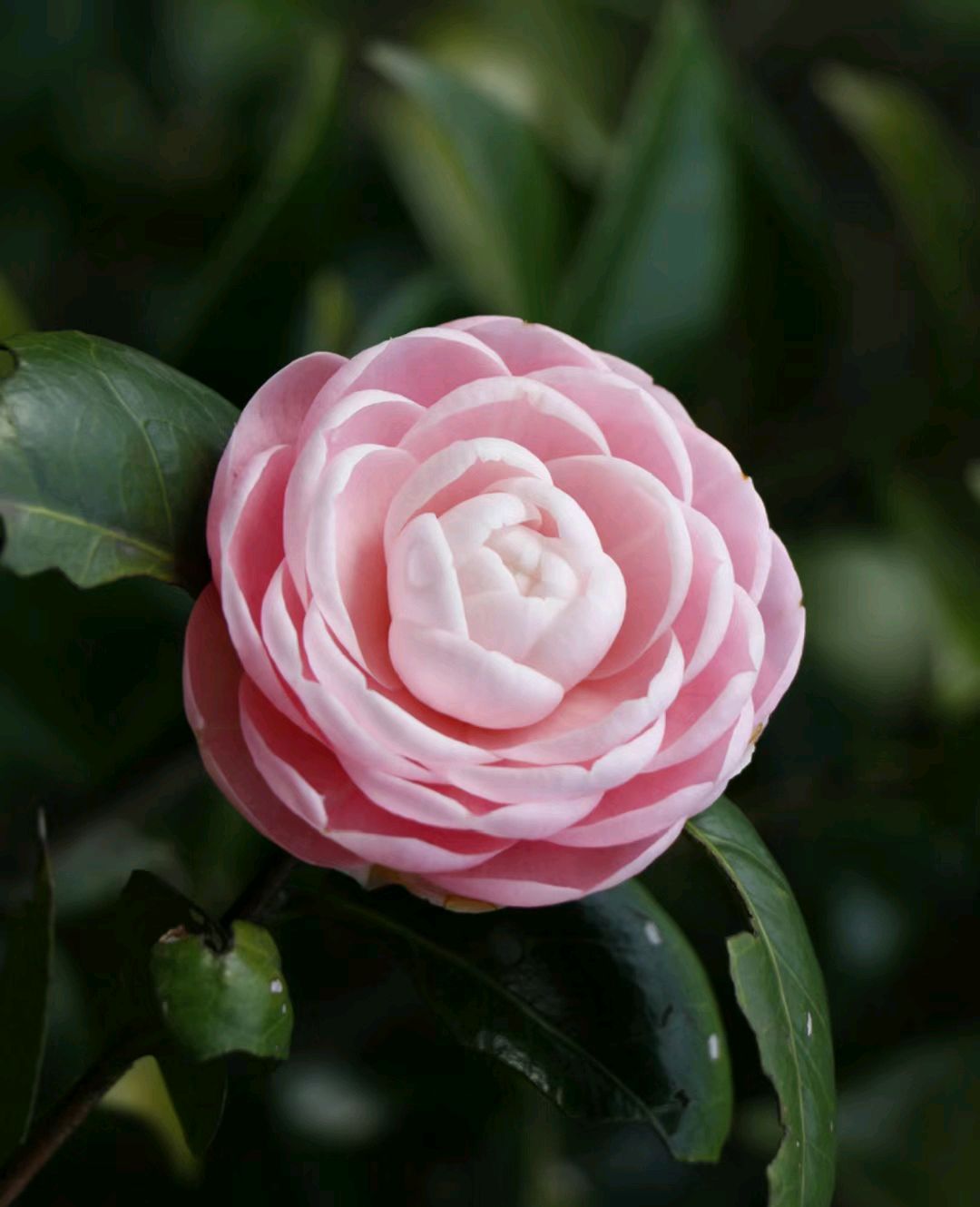 我似乎明白了为什么有那么多人喜欢上茶花了,粉粉嫩嫩的,又有多少人能