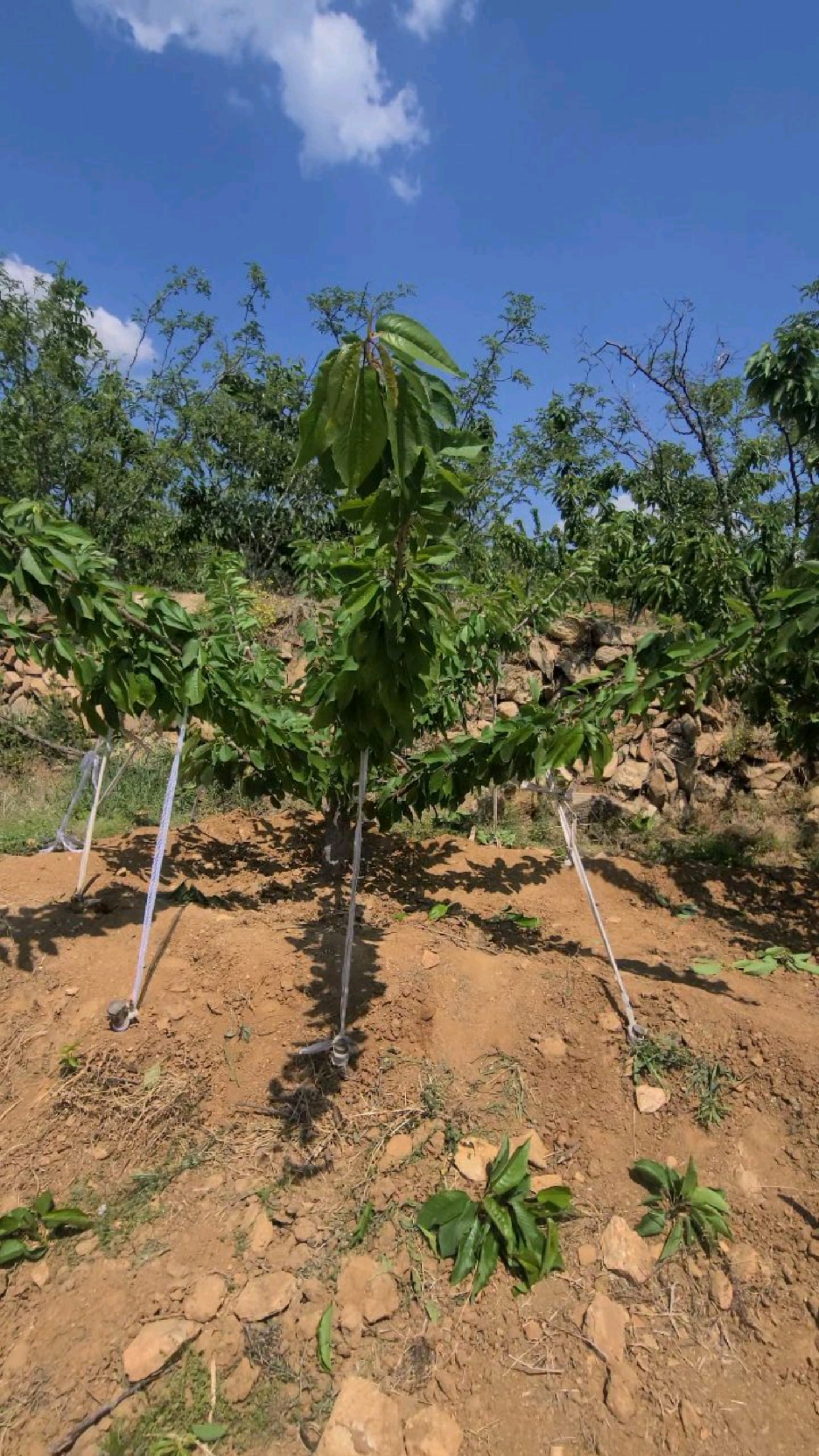 开心形,大樱桃树