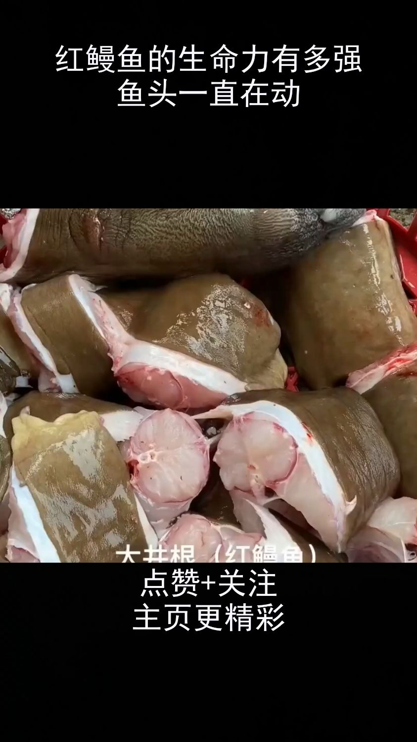 红鳗鱼的生命力有多强鱼头一直在动