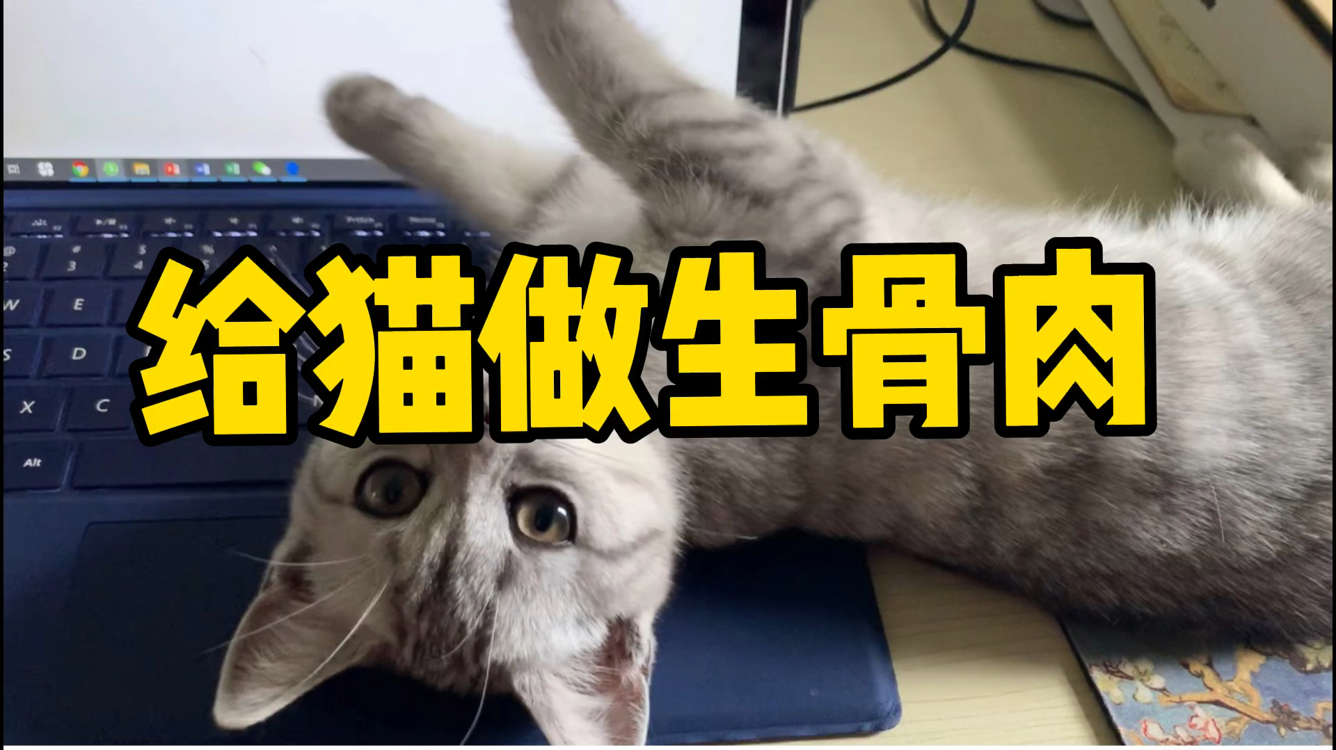 给猫做生骨肉,从把肉拉回家到分装好的全过程