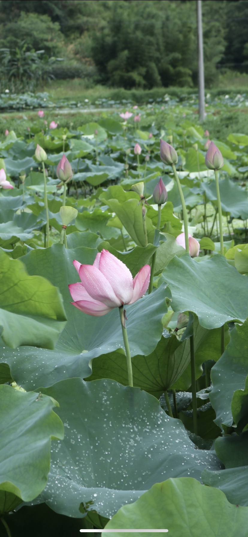 828_1792竖版 竖屏