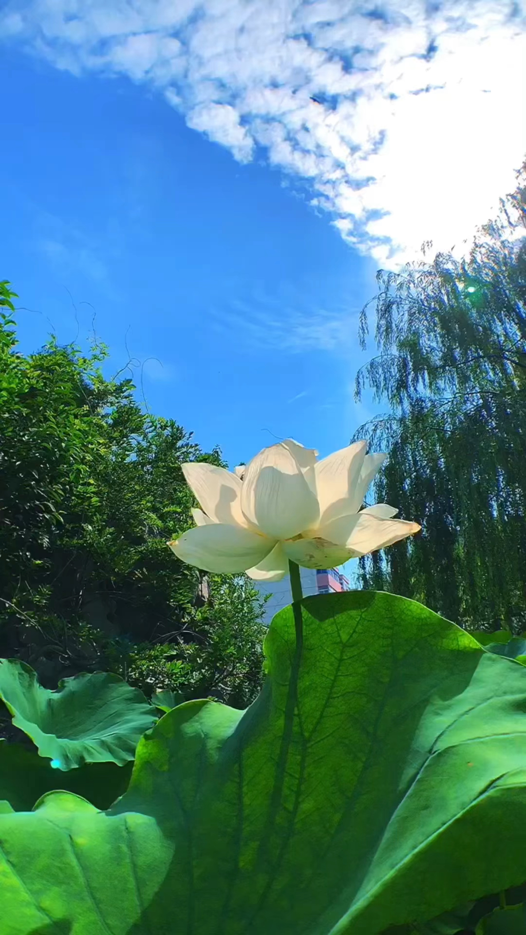 思念是一片阳光,让你的阴郁的日子里明朗起来.