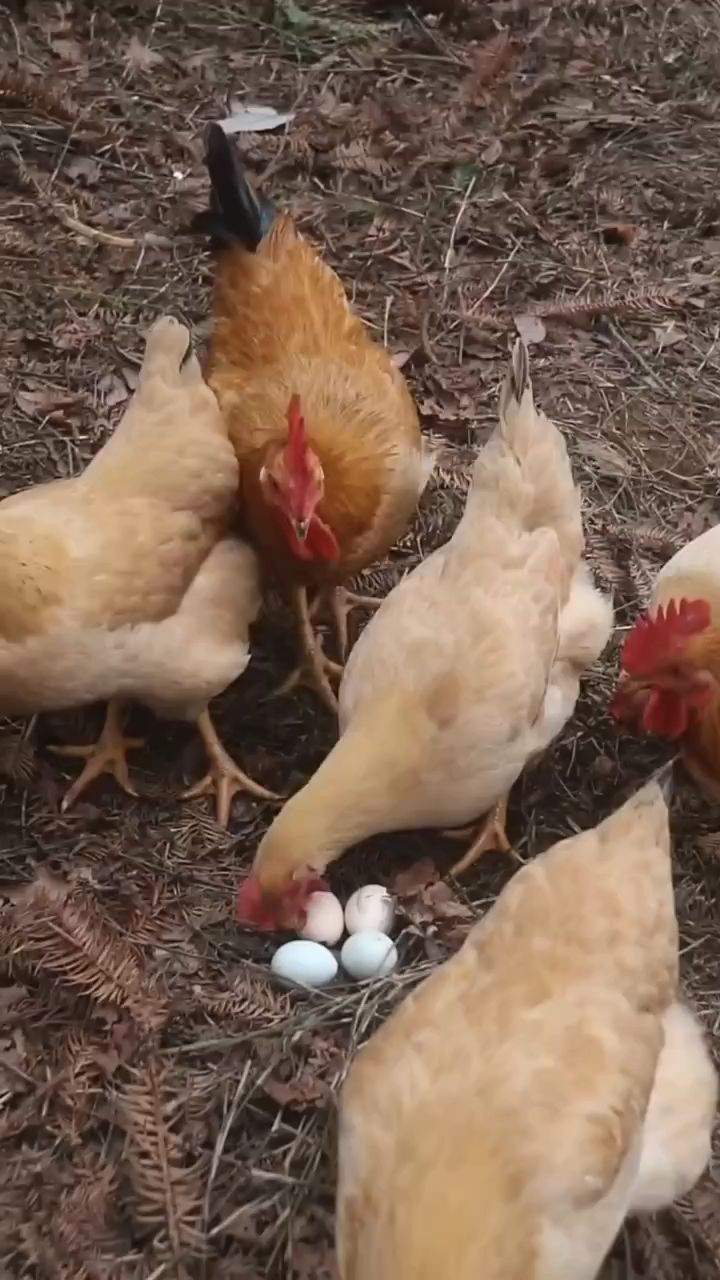 鸡总是吃鸡蛋怎么办