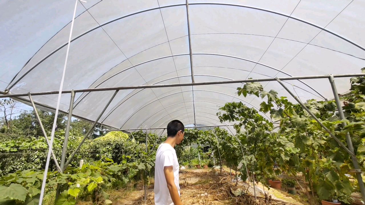 网友说想看我家大棚构造细节怎么做的,做法挺简单,自己就可以做