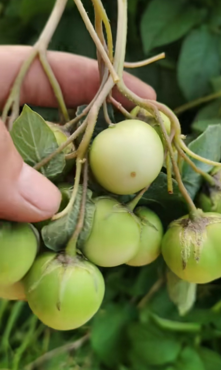 让你们见识见识土豆的果实!