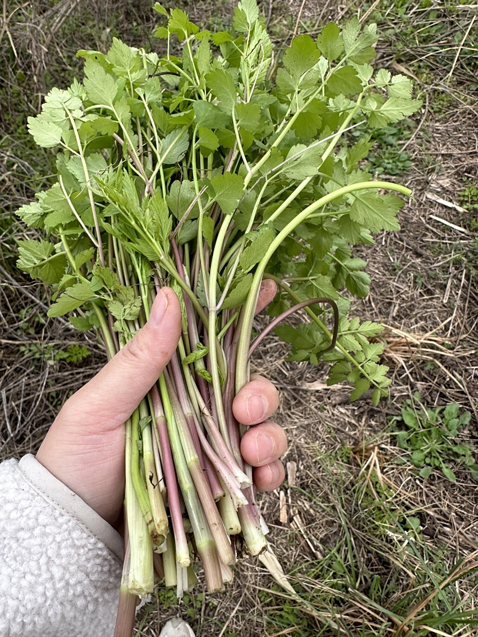 挖野芹菜真过瘾,吃也很好吃,就是这是咋回事了!