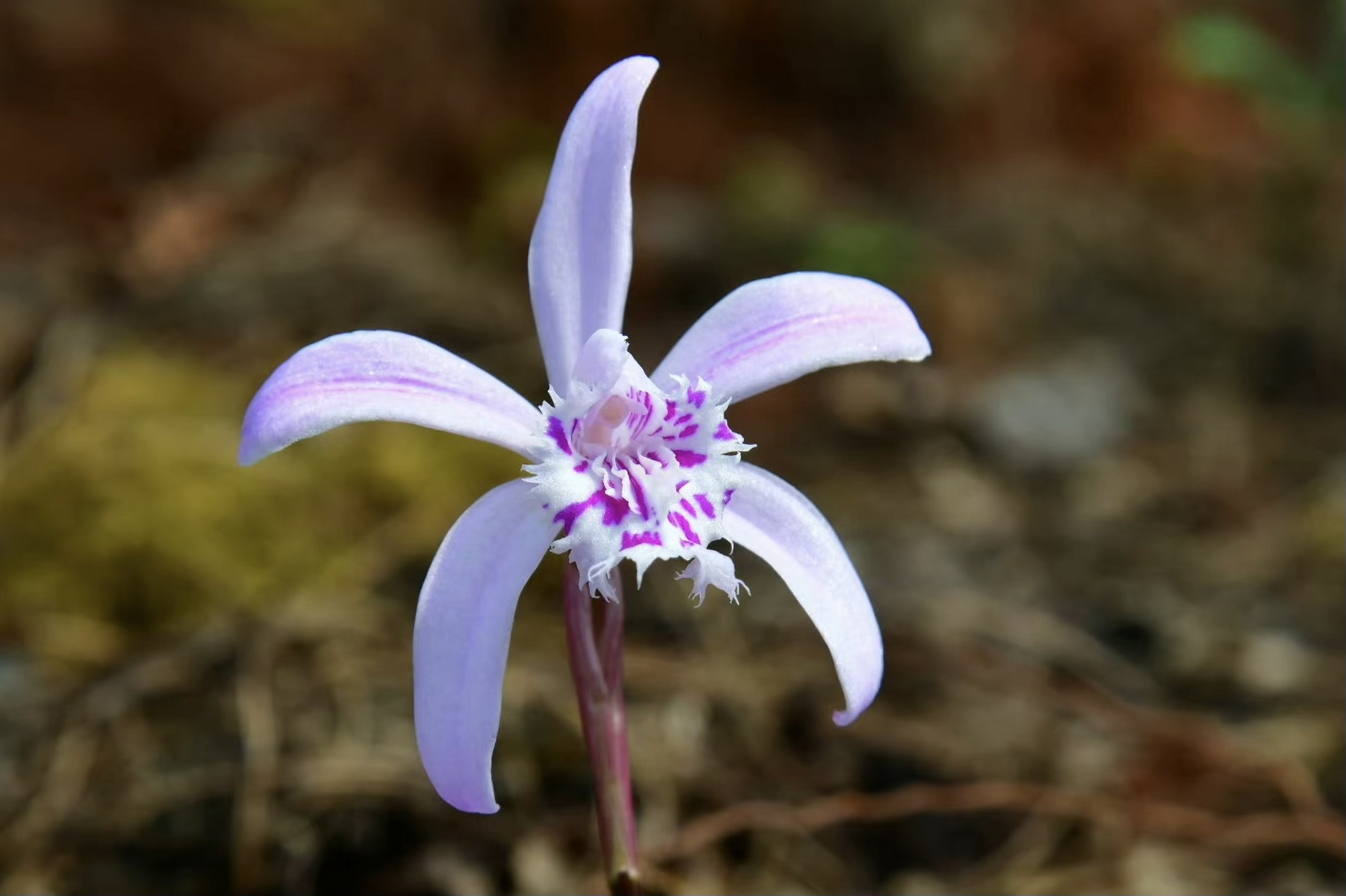 云南独蒜兰,和独蒜兰之间老是傻傻的分不清 #摄影# #治愈# #摄影作品