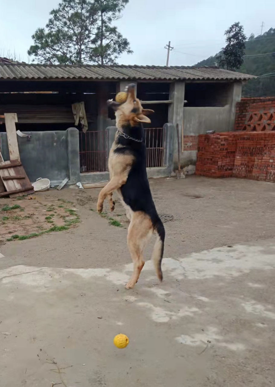 标准黑背昆明犬图片