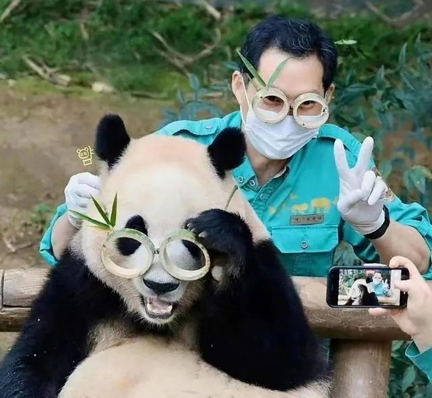 近日,韩国爱宝乐园为大熊猫福宝招聘"一日饲养员助理"的公告,吸引接近