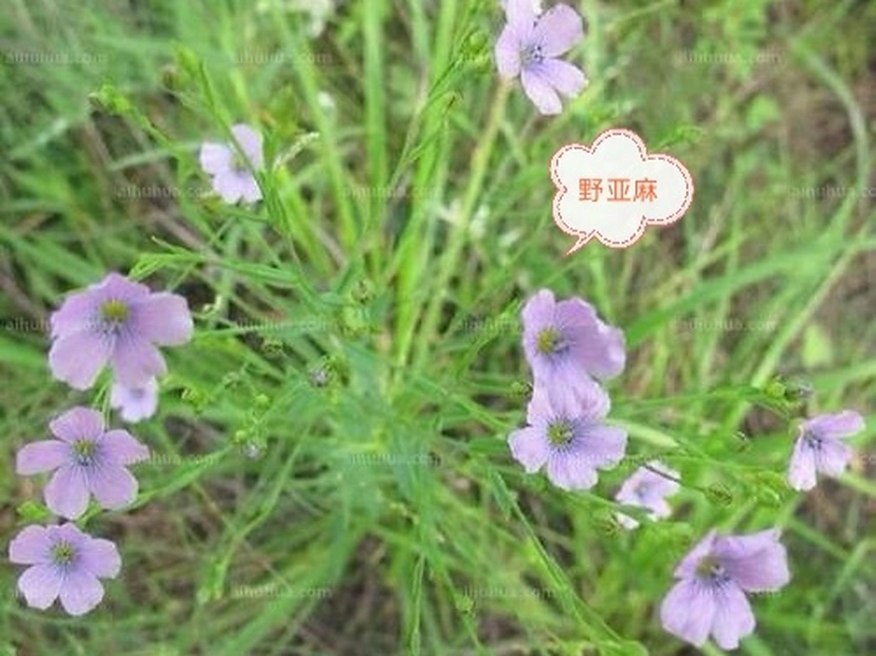 邂逅奇花异草:依次为野亚麻,图二未知,紫花山莴苣,婆婆指甲菜,蓟,玉簪