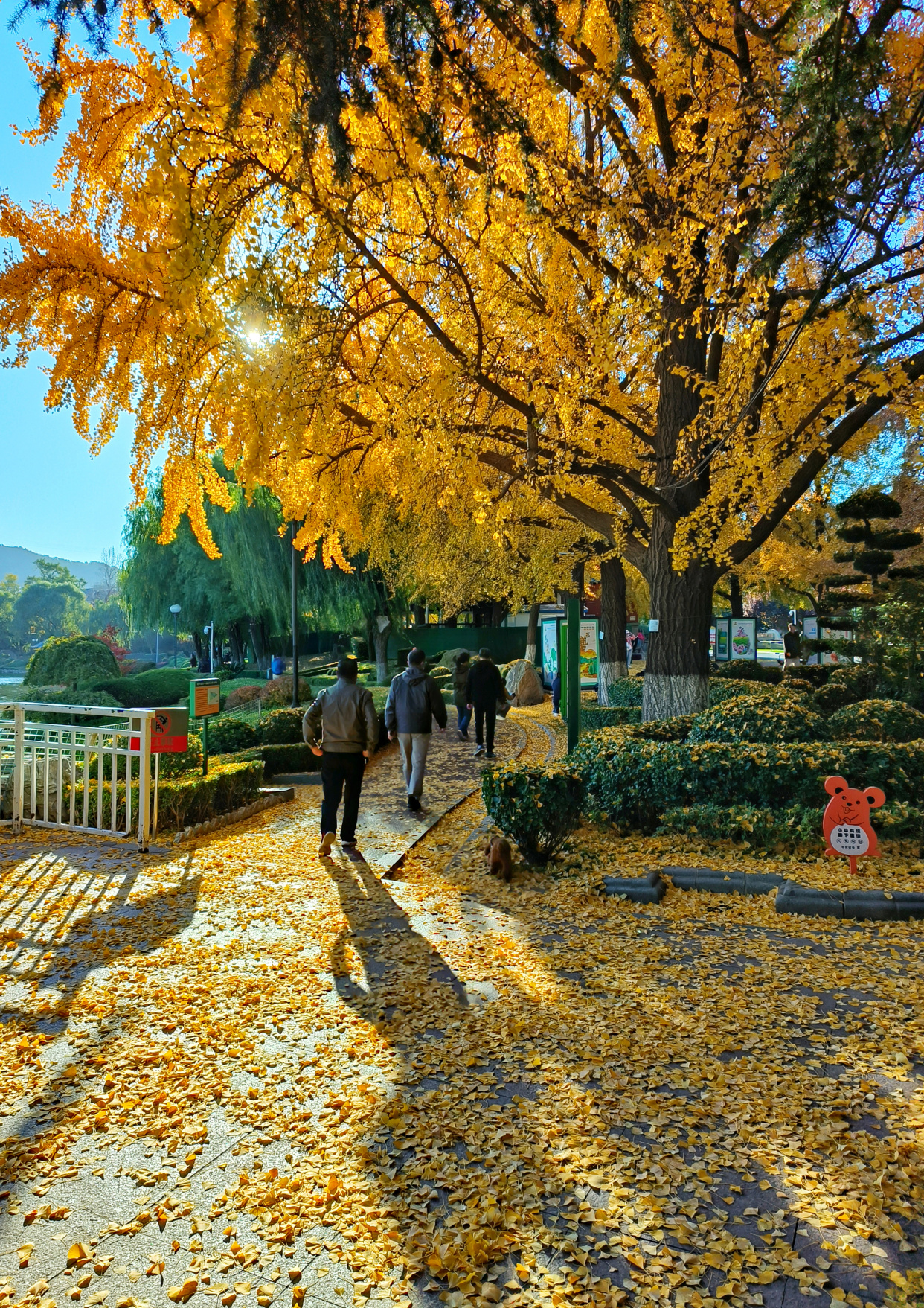 大连儿童公园银杏满地金黄