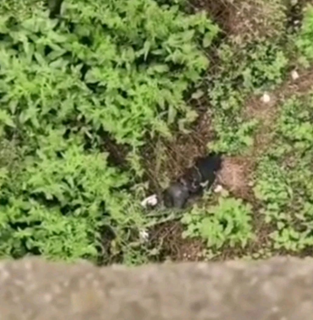 昭通镇雄一男子跳南大桥事件细节流出!活着太累,不如死了