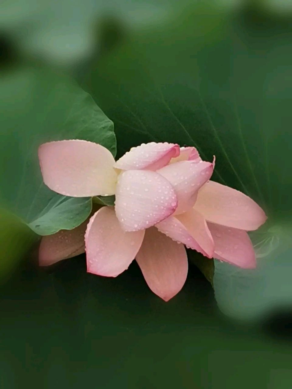 荷花带雨露太美了#摄影# #中国美景大赏