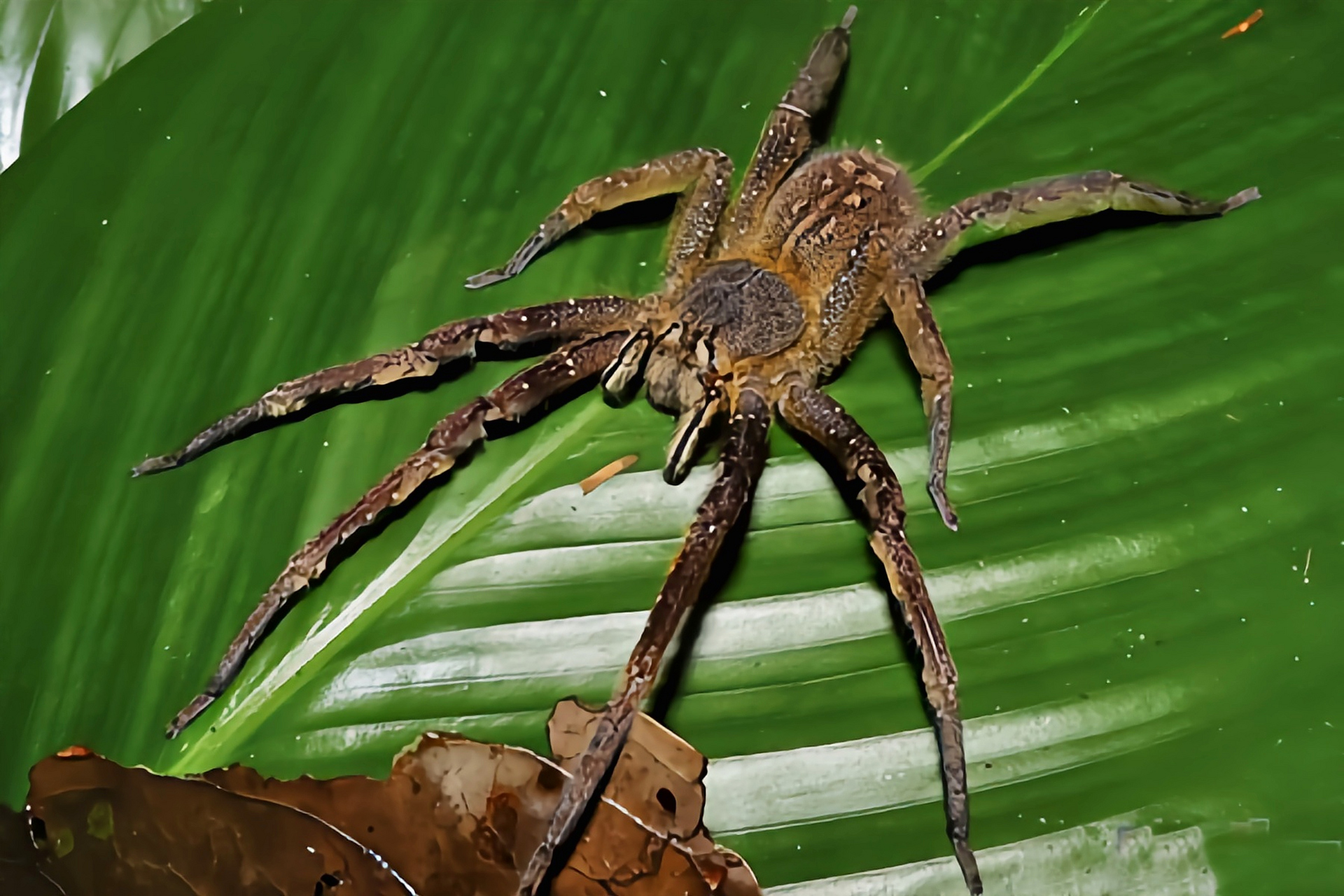 每天认识一种动物——巴西游走蛛 巴西游走蛛 别名香蕉蜘蛛,巴西 流浪