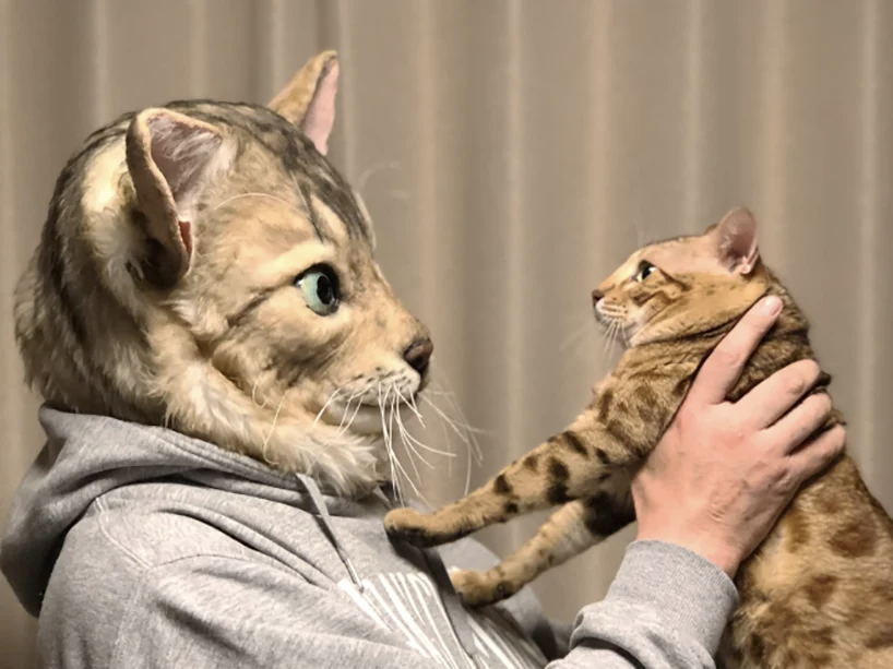 猫与人,一场不需要谈论忠诚的眷恋