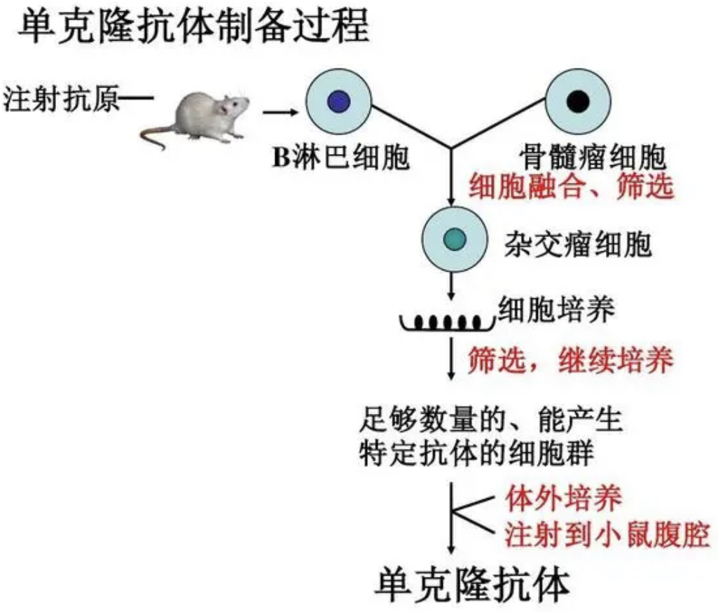 通过设计未免疫的杂交瘤细胞快速生产单克隆抗体