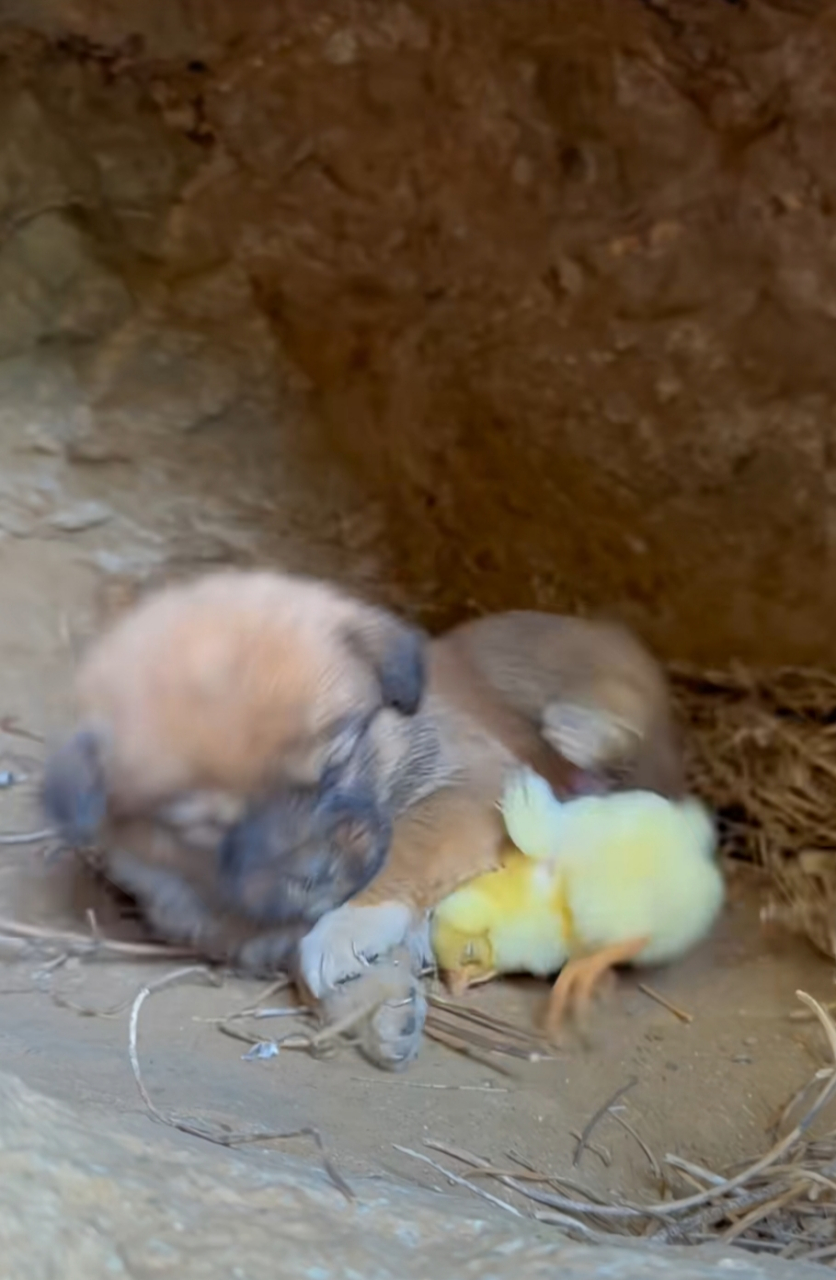 小奶狗与小鸡仔一起瞌睡了,萌萌的.狗狗:算了,倒下吧,我要睡觉.