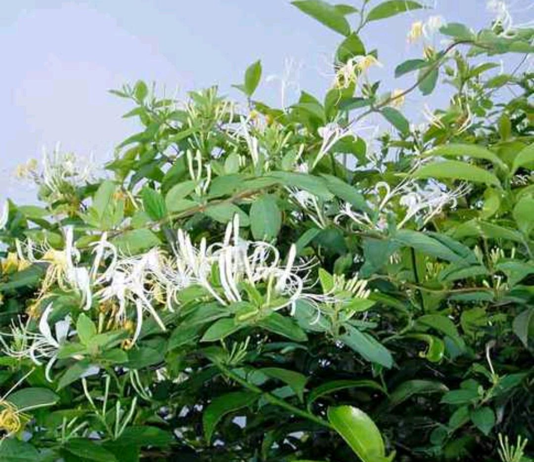 今天我们来说说20种可以吃的花